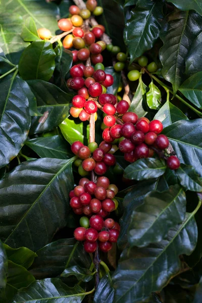Grãos de café amadurecendo na árvore no norte da Tailândia — Fotografia de Stock