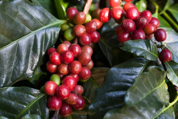 Koffiebonen rijpen op boom in Noord-Thailand — Stockfoto