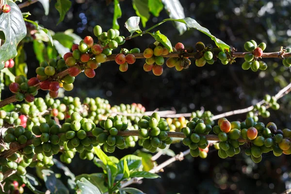 Grãos de café amadurecendo na árvore no norte da Tailândia — Fotografia de Stock