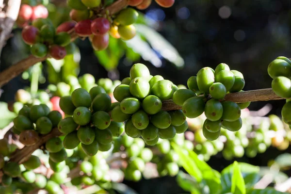 Koffiebonen rijpen op boom in Noord-Thailand — Stockfoto