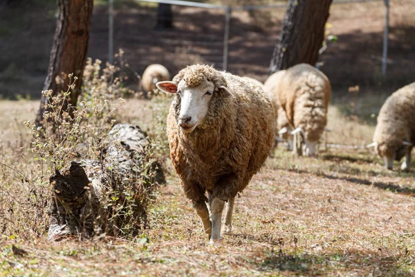 Ovelhas na natureza no prado. Agricultura ao ar livre . — Fotografia de Stock