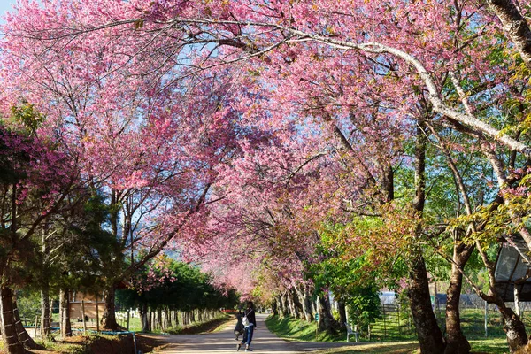 Cherry blossom pathway in Khun Wang ChiangMai, Thailand.