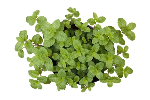 Green peppermint leaves on white background — Stock Photo, Image