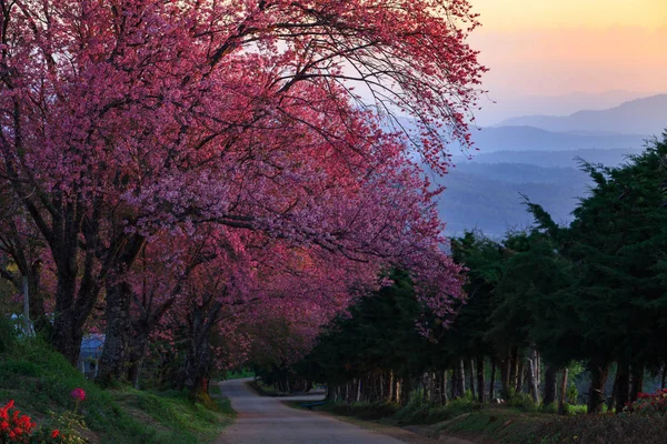 Mañana amanecer camino de flor de cerezo en Khun Wang ChiangMai, T — Foto de Stock