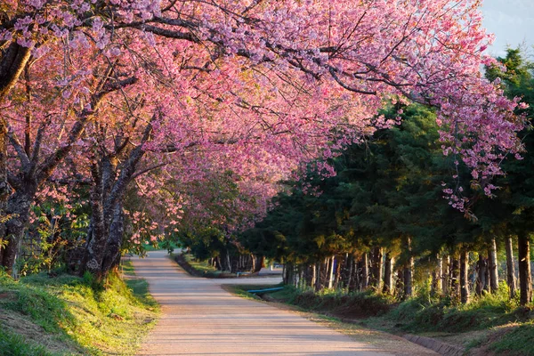 Kiraz çiçeği yolu Khun Wang Chiangmai, Tayland. — Stok fotoğraf