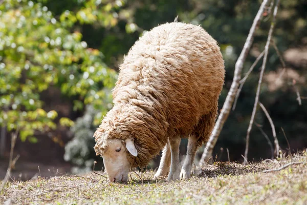 Вівці в природі на лузі. Фермерське господарство на відкритому повітрі . — стокове фото