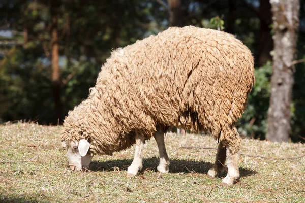 Ovelhas na natureza no prado. Agricultura ao ar livre . — Fotografia de Stock