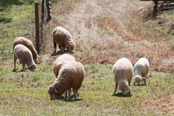 Ovelhas na natureza no prado. Agricultura ao ar livre . — Fotografia de Stock