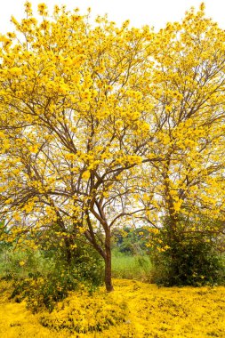 Tabebuia chrysotricha giallo fioriTabebuja chrysotricha żółte kwiaty