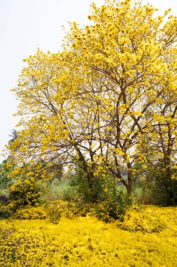 Tabebuia chrysotricha giallo fioriTabebuja chrysotricha żółte kwiaty
