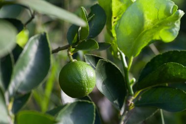 Narenciye limon meyve