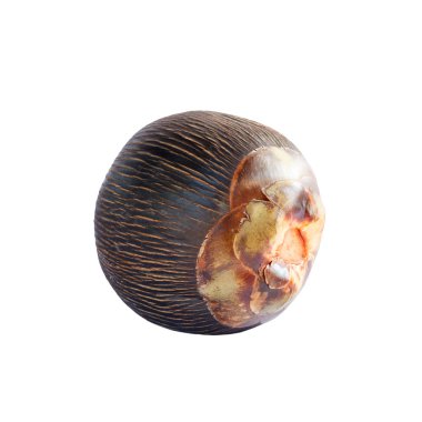 Asya Palmyra palm veya şeker palm