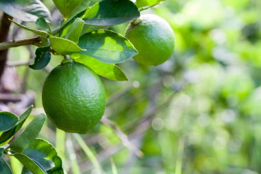 Narenciye limon meyve