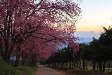 Sabah gündoğumu kiraz çiçeği yolu Khun Wang Chiangmai, Tayland