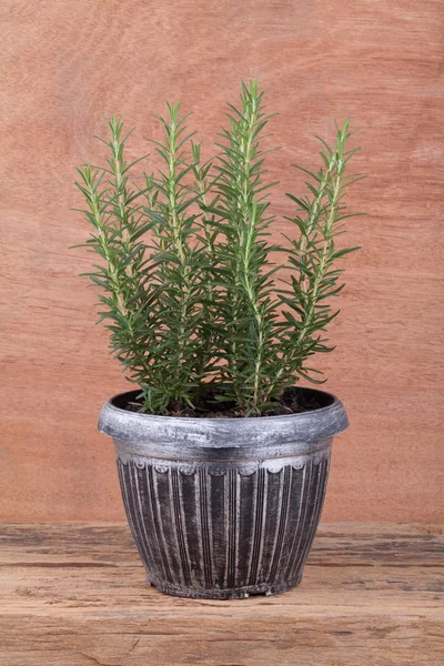 Rosemary inside a black pot on wood table, rosmarinus officinali — Stock Photo, Image