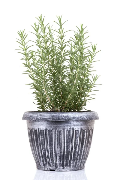 Rosemary inside a black pot on white background, rosmarinus officinalis — Stock Photo, Image