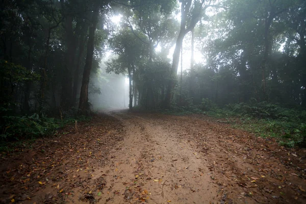 Fog in dirt country road passing through the forest — Stock Photo, Image