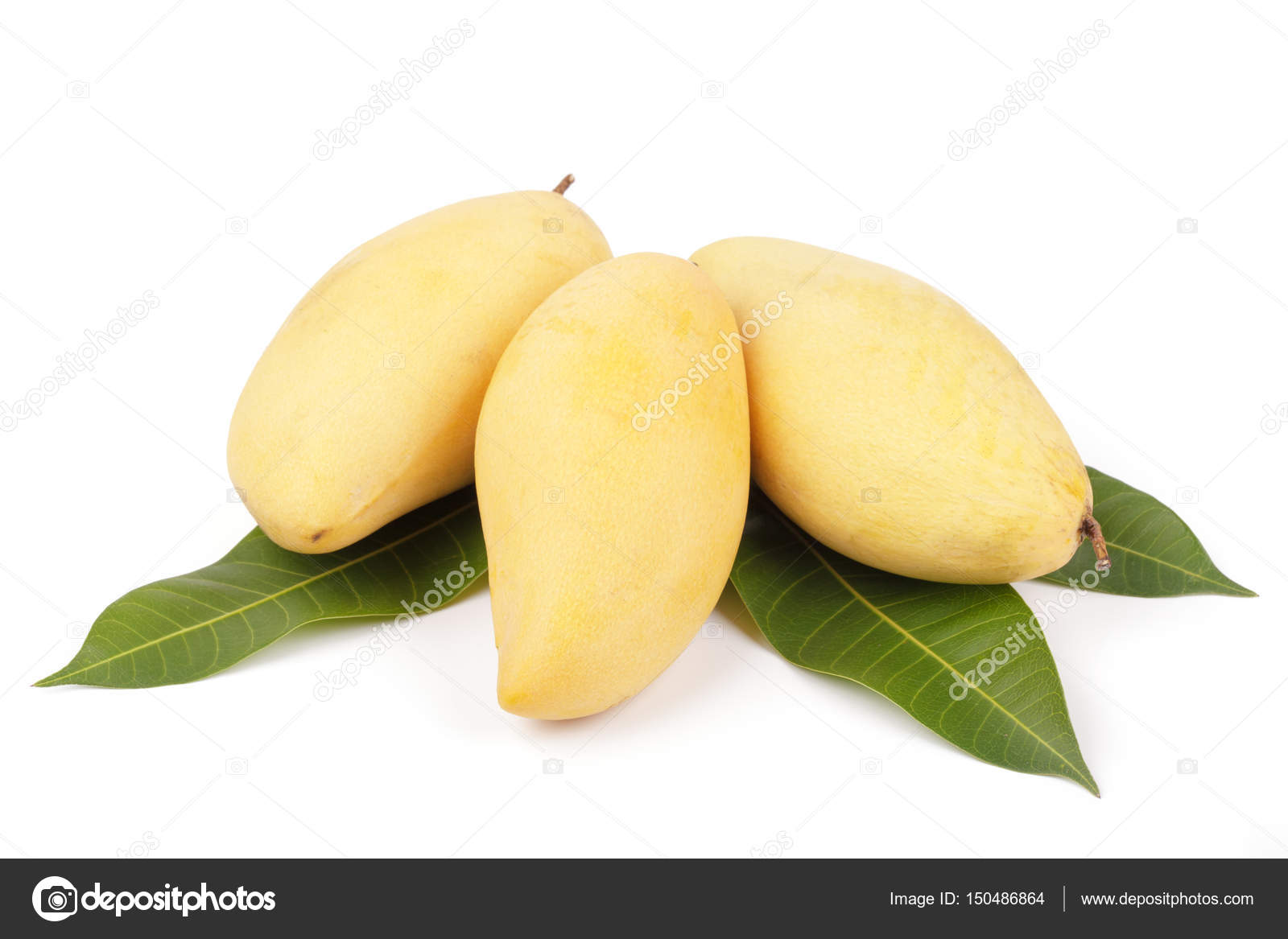 Mango fruit with leaf white background Stock by ©sripfoto 150486864