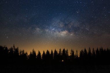 Güzel milkyway ve çam ağacı üzerinde bir gece gökyüzü silüeti