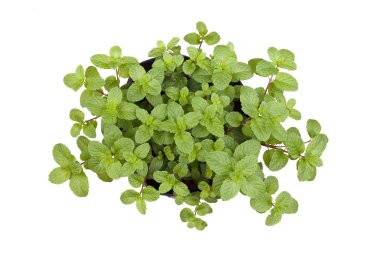 beyaz zemin üzerine yeşil nane yaprakları