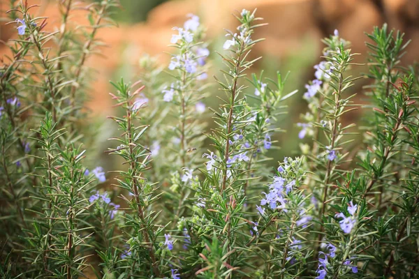 Close up rosemary flower — Stock Photo, Image