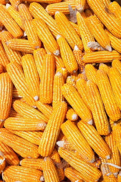 Suchej kukurydzy z bliska — Zdjęcie stockowe