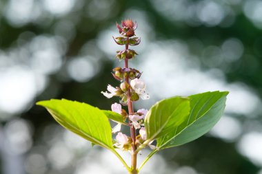 doğa bokeh arka plan üzerinde fesleğen yaprağı