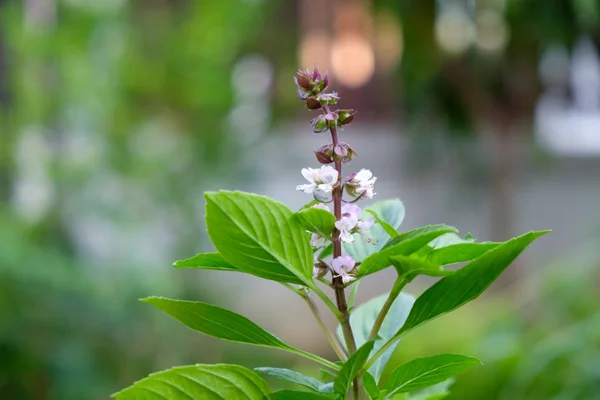 Liście bazylii na tle bokeh natura — Zdjęcie stockowe