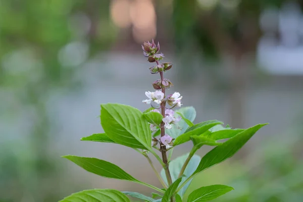 Basil leaves on nature bokeh background — Stock Photo, Image