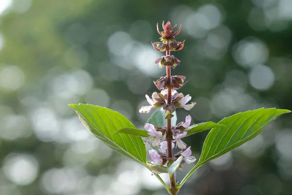 Basil leaves on nature bokeh background — Stock Photo, Image