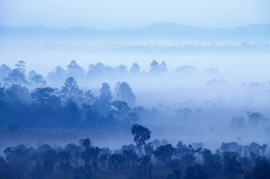 Orman, Mulk Salang Luang Milli Parkı: Phetchabun, Tha siste