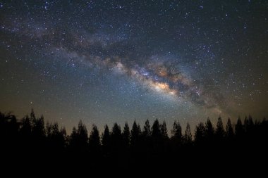 Güzel milkyway ve çam ağacı üzerinde bir gece gökyüzü silüeti