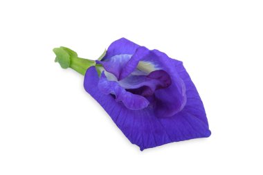 Bezelye çiçek beyaz arka plan üzerinde izole