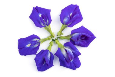 Bezelye çiçek beyaz izole