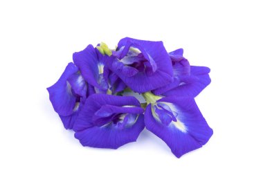 Bezelye çiçek beyaz izole