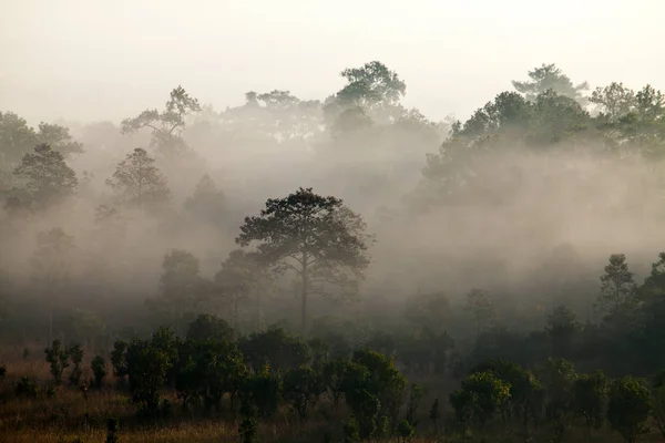 Nebel im morgendlichen Sonnenaufgang im Thung Salang Luang Nationalpark — Stockfoto