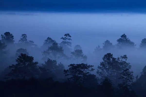 Nebel im morgendlichen Sonnenaufgang im Thung Salang Luang Nationalpark — Stockfoto