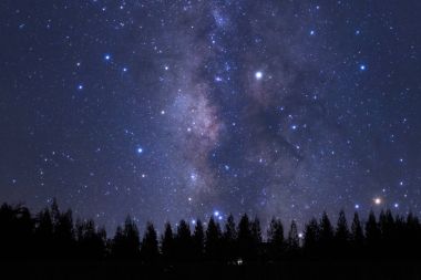Güzel milkyway ve çam ağacı üzerinde bir gece gökyüzü silüeti