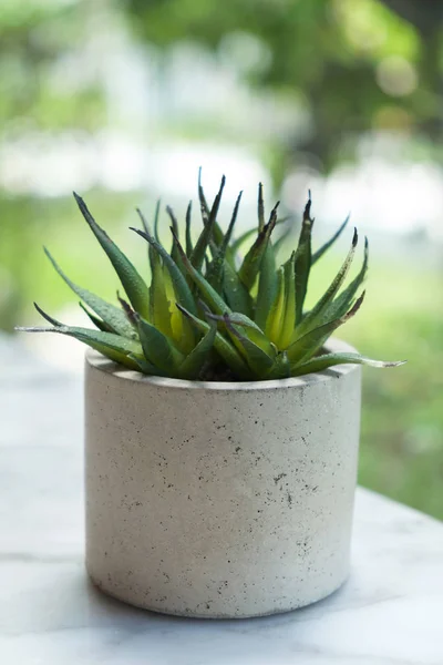 Young plant in pot — Stock Photo, Image