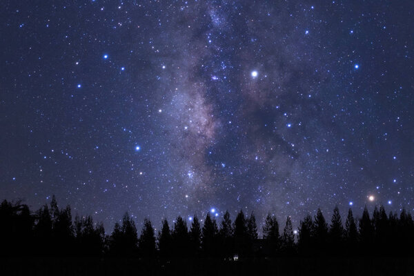 На ночном небе появится аллея и силуэт сосны
