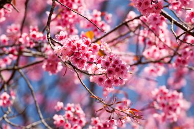 Kiraz çiçeği Khun Wang Chiangmai, Tayland.