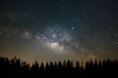 Güzel milkyway ve çam ağacı üzerinde bir gece gökyüzü silüeti