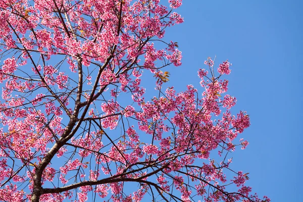 Cherry blossom in Khun Wang ChiangMai, Thailand. — Stock Photo, Image