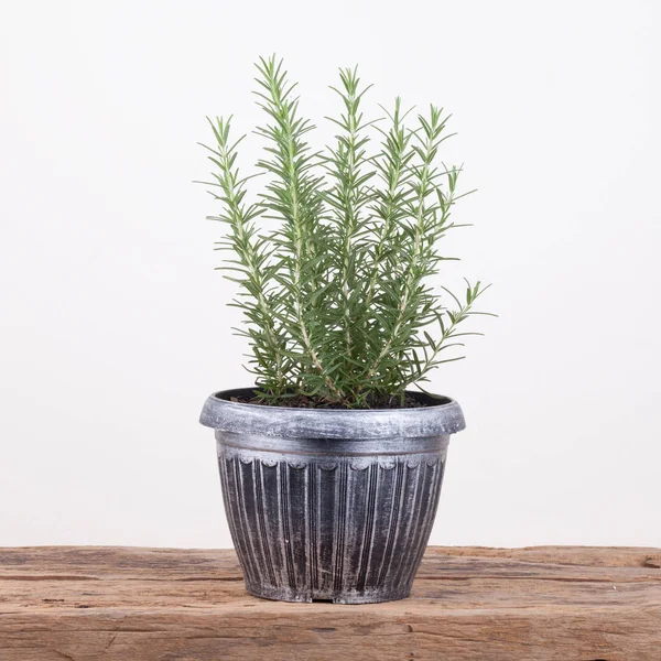 Rosemary inside a black pot on wood table, rosmarinus officinali — Stock Photo, Image