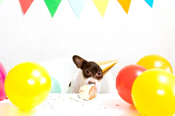 Cute small funny dog with a birthday cake and a party hat celebrating birthday — Stok fotoğraf