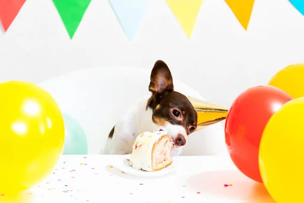 Cute small funny dog with a birthday cake and a party hat celebrating birthday — Stok fotoğraf