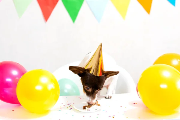 Cute small funny dog with a birthday cake and a party hat celebrating birthday — Stok fotoğraf