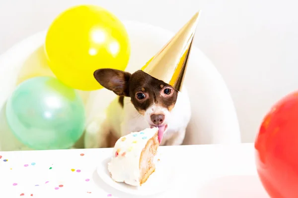 Cute small funny dog with a birthday cake and a party hat celebrating birthday — Stok fotoğraf