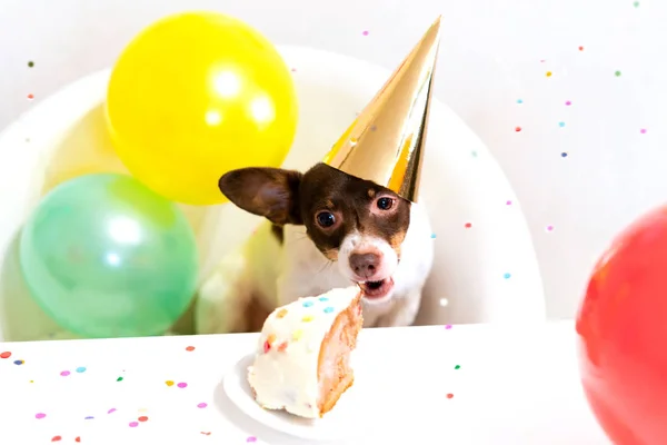Cute small funny dog with a birthday cake and a party hat celebrating birthday