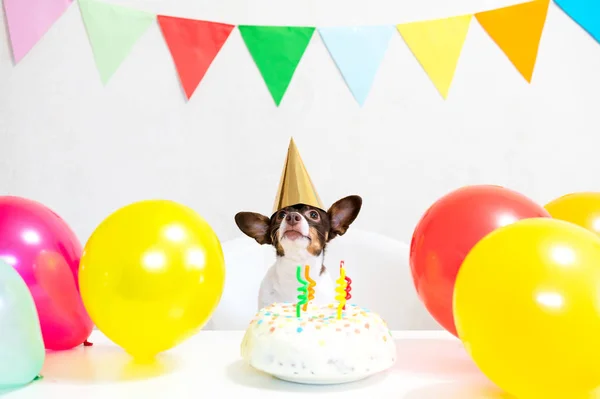 Cute small funny dog with a birthday cake and a party hat celebrating birthday — Stok fotoğraf